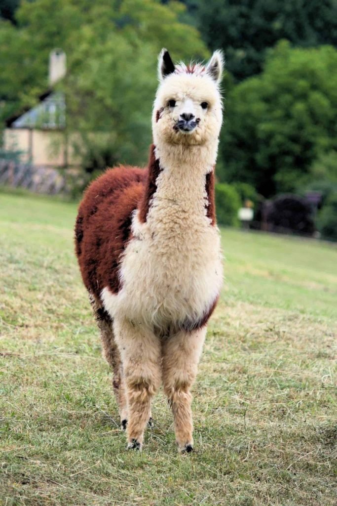 Huacaya alpaca