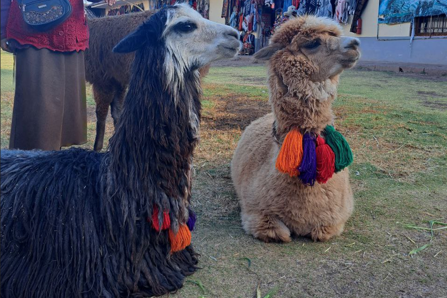 Two alpacas, one of each kind