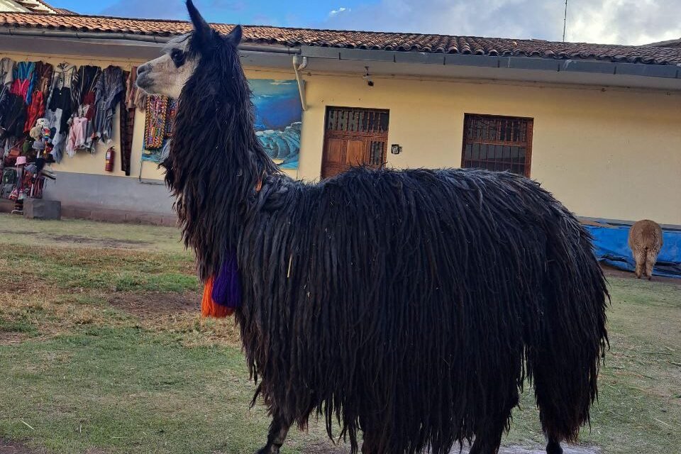 Suri alpaca